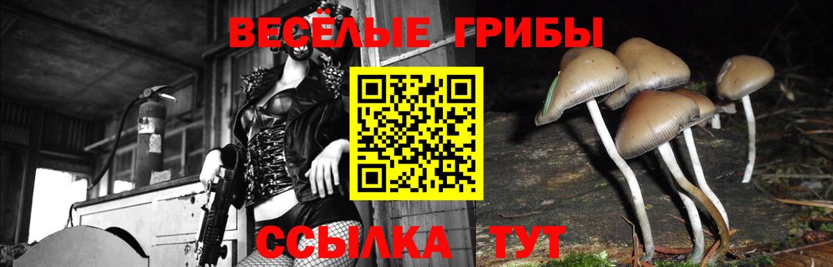 Карачаевск  Галлюциногенные грибы Psilocybine cubensis  Вход с VPN 